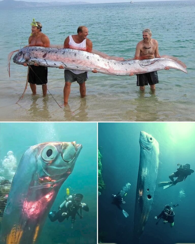 FB_IMG_1766802597427