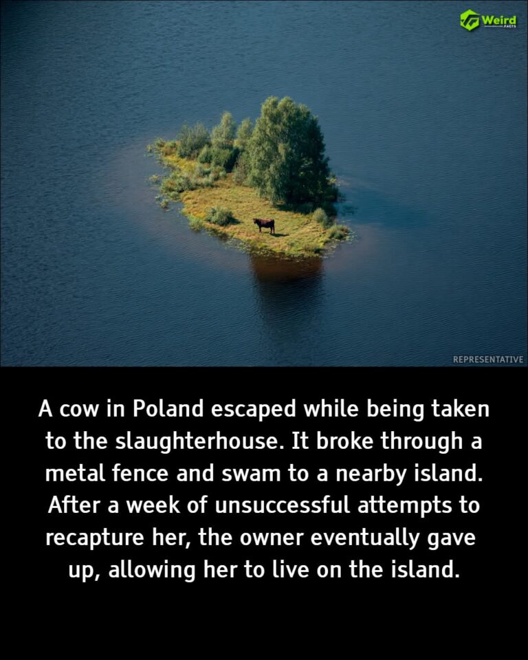 FB_IMG_1768045826924